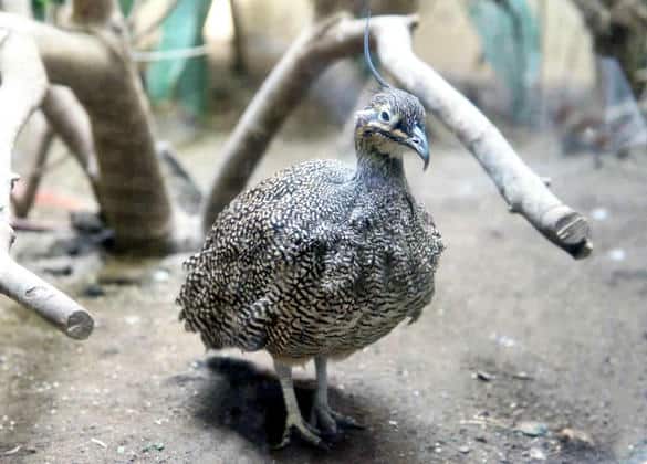 動物図鑑・カンムリシギダチョウ